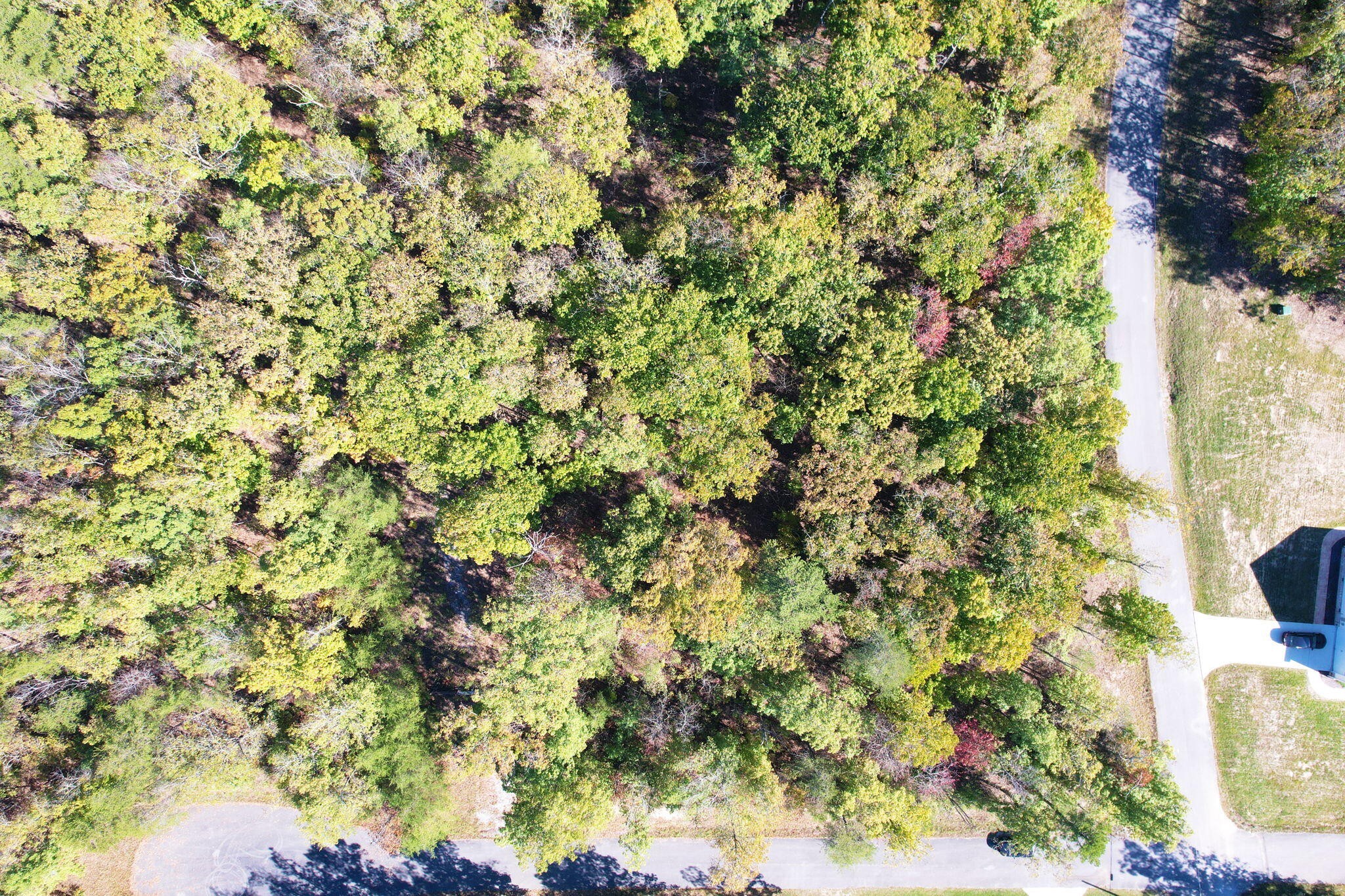 0 Timber View Road Pikeville, TN 37367 - Photo 3 of 14 a view of a tree