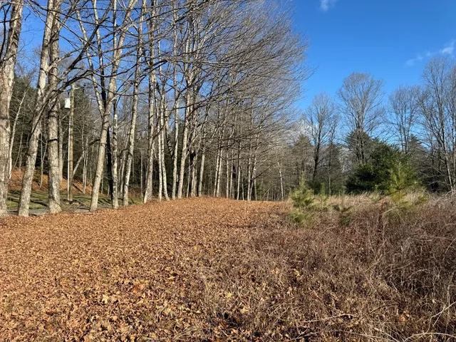 a view of a yard with trees