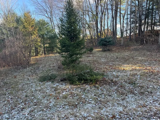 a view of a yard with plants and trees