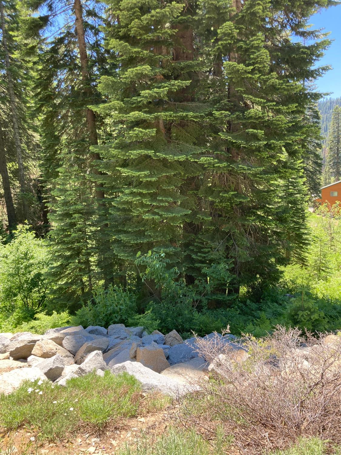 a view of a pathway both side of yard