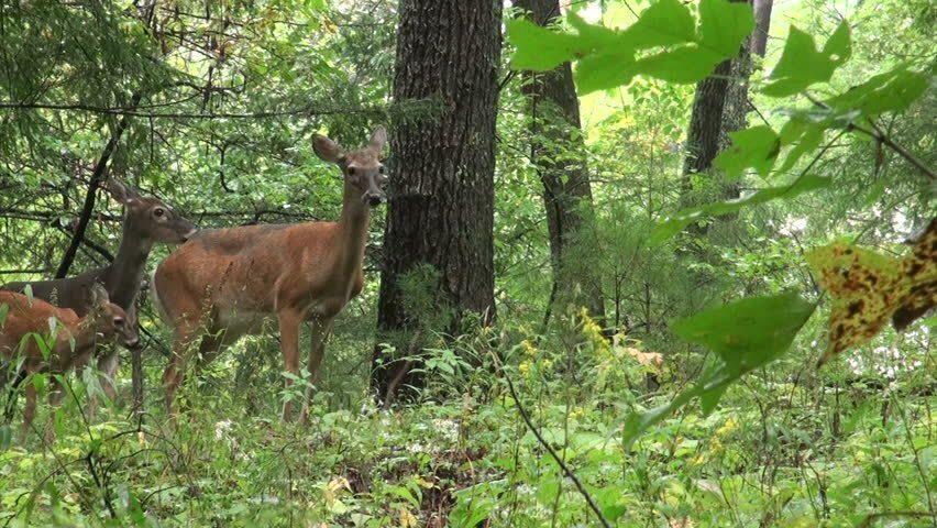 Map004-030 Ermine Road Sandy River Plt, ME 04970 - Photo 14 of 15 Wildlife