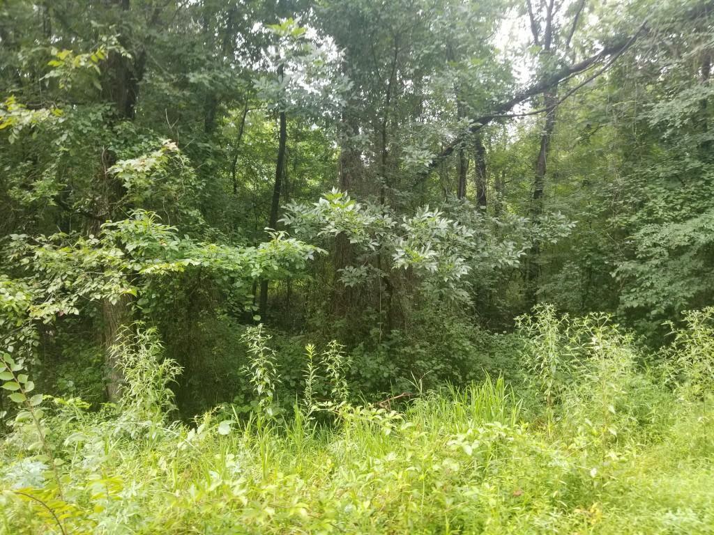15.14-acre Stump Hollow Road Spring City, TN 37381 - Photo 3 of 5 property