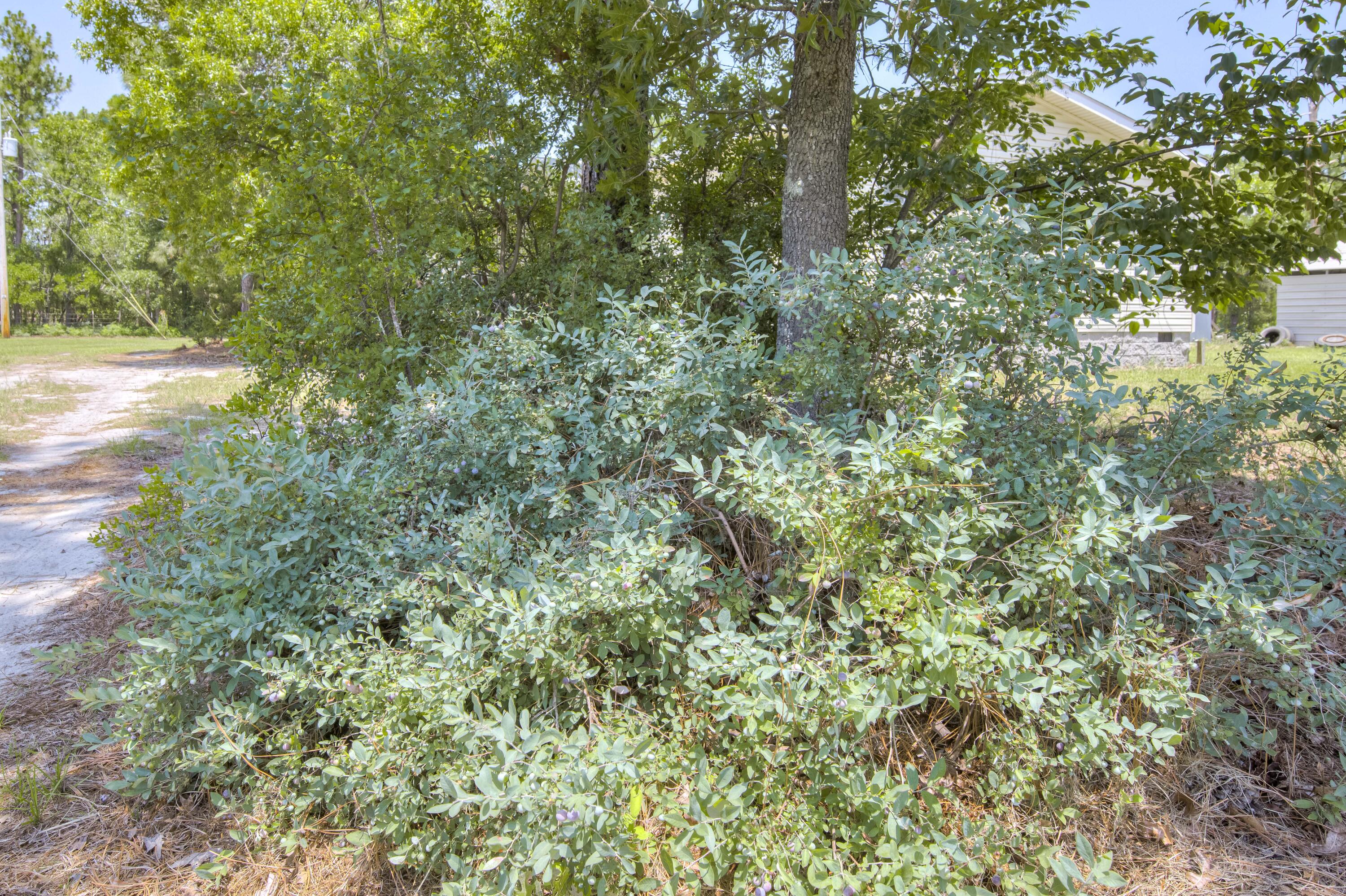 798 Big Branch Road Wagener, SC 29164 - Photo 53 of 63