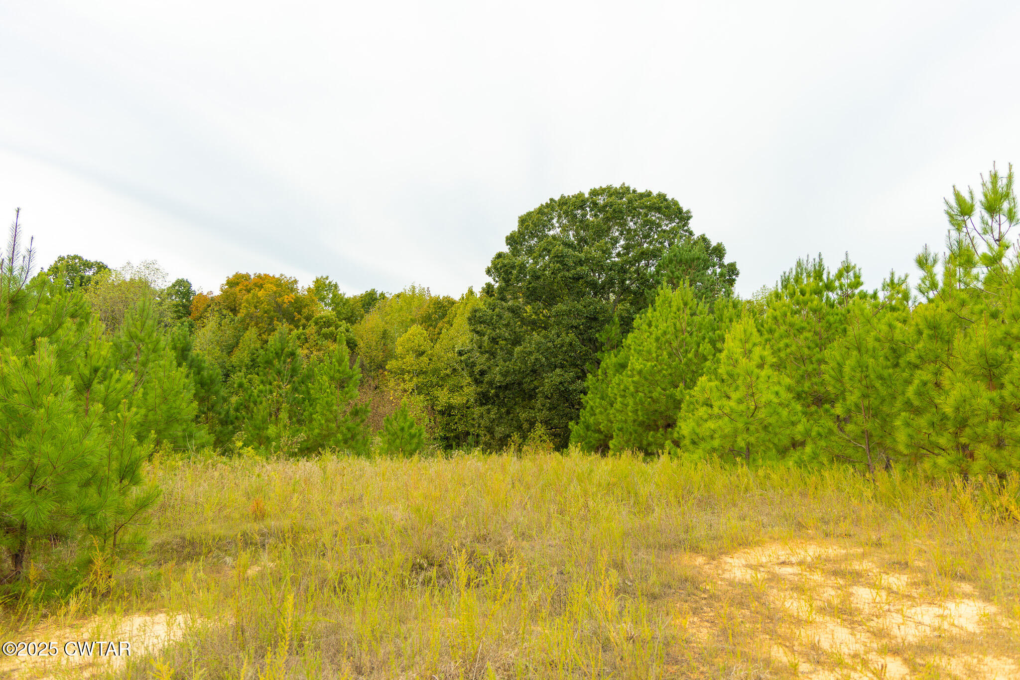 0 South Meridian Street Greenfield, TN 38230 - Photo 16 of 17 a view of yard with swimming pool