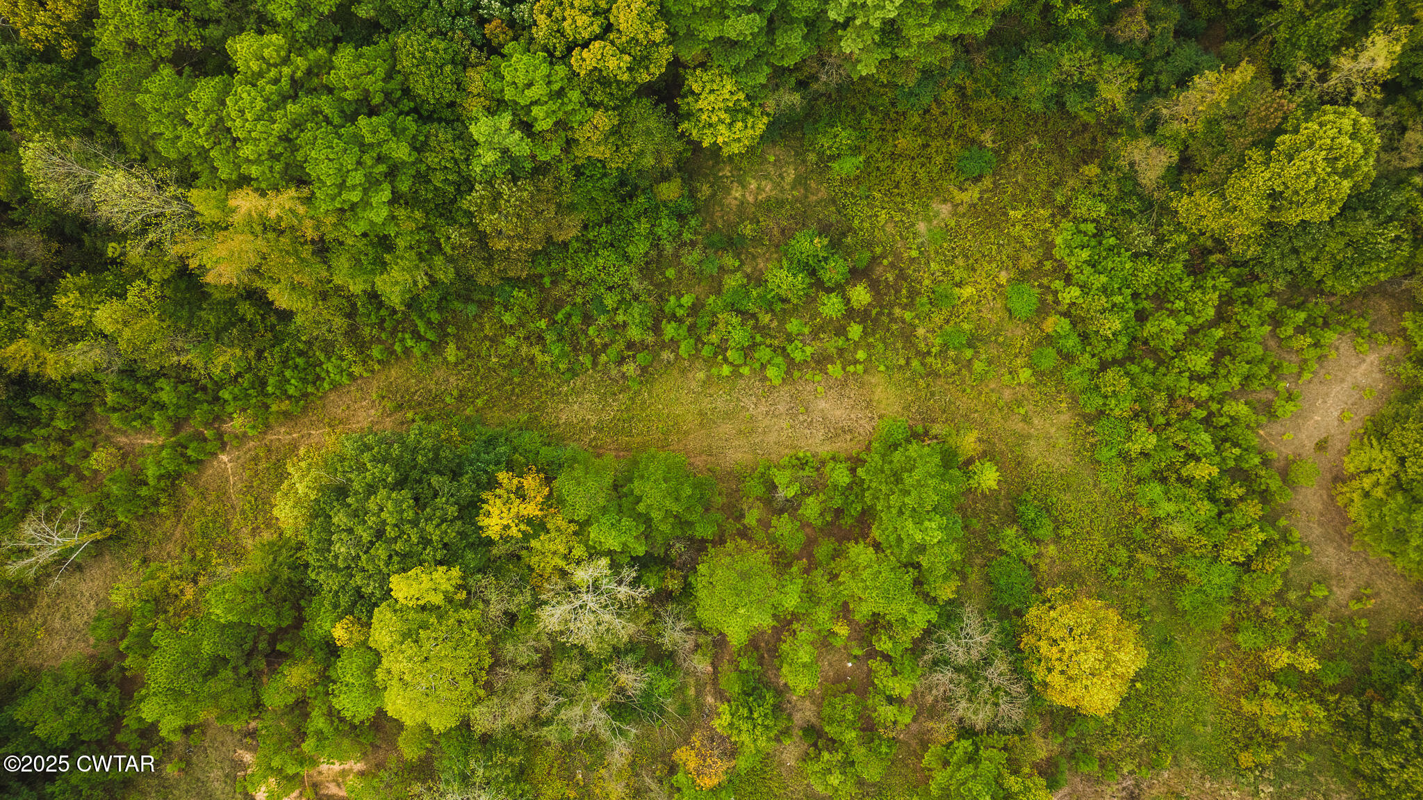 0 South Meridian Street Greenfield, TN 38230 - Photo 6 of 17 a view of a big yard with plants and large trees