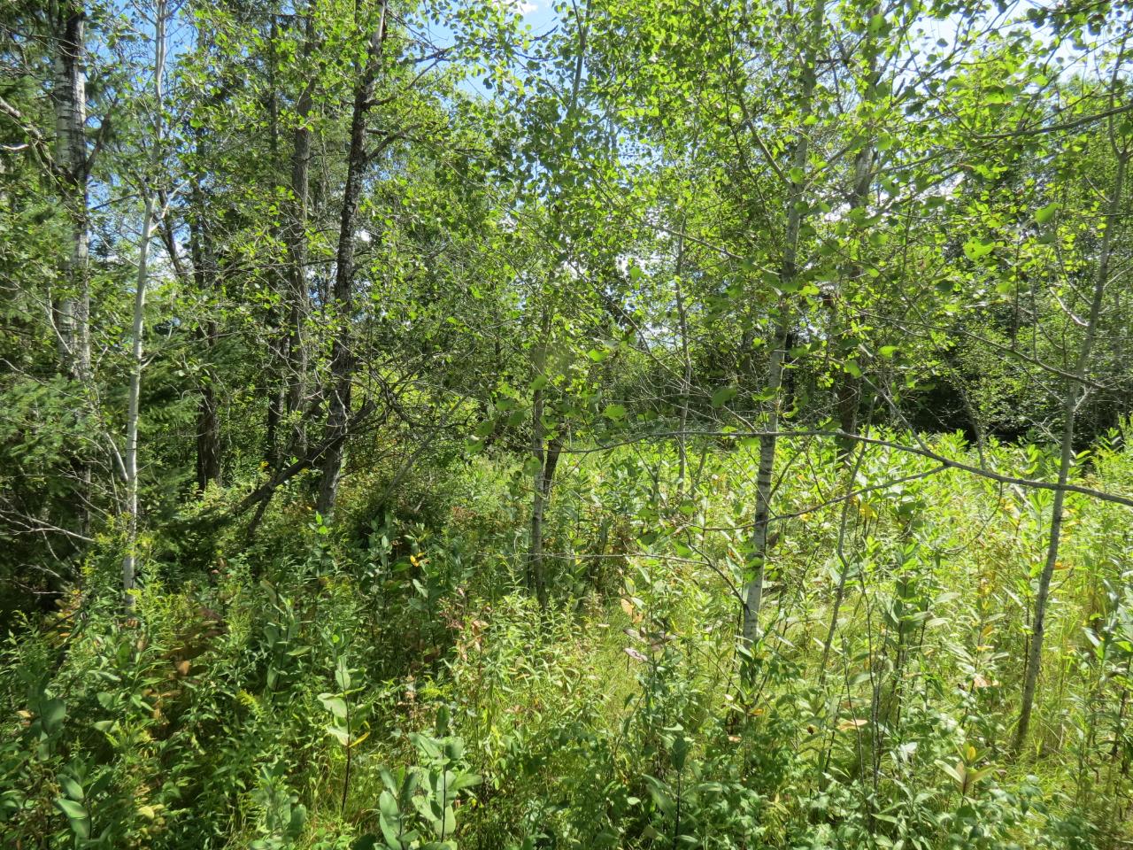 Lot 1 Parrish Road Gleason, WI 54435 - Photo 6 of 12 Gallery Image 6