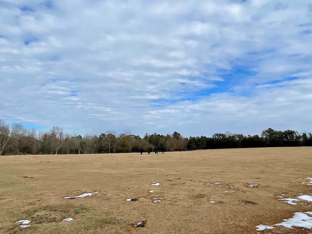 0 LUKE KING Road Enigma, GA 31749 - Photo 2 of 15 Gallery Image 2