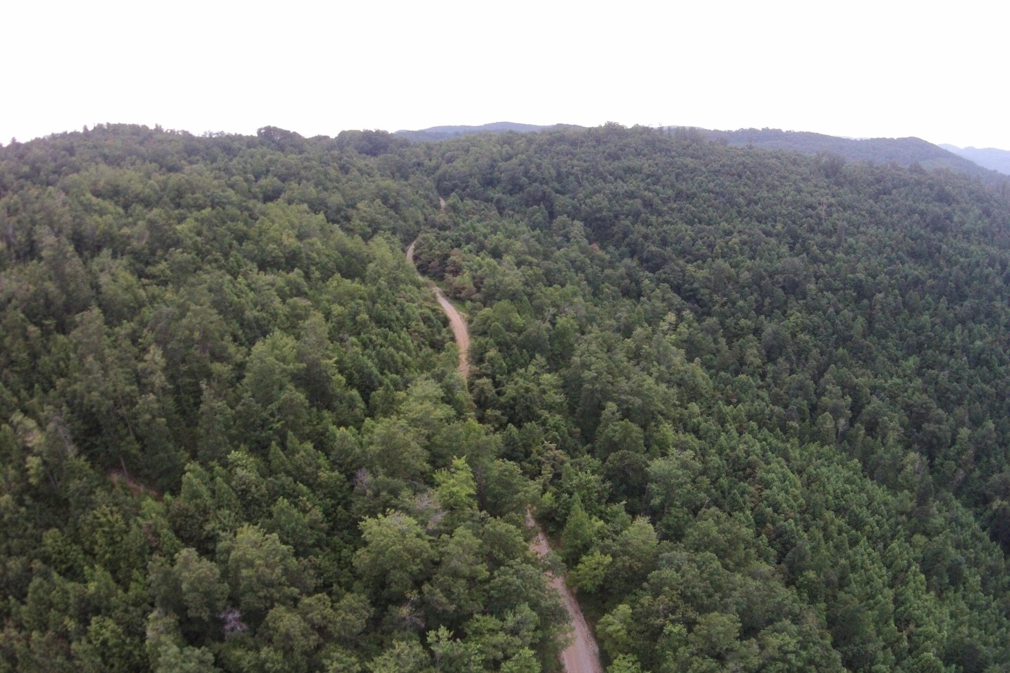 1 Straight Fork Road Huntsville, TN 37756 - Photo 8 of 25 a view of a forest with trees in the background