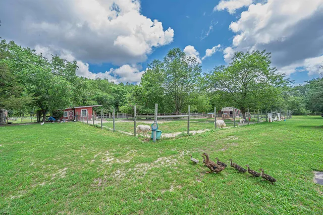 a view of a park with large trees