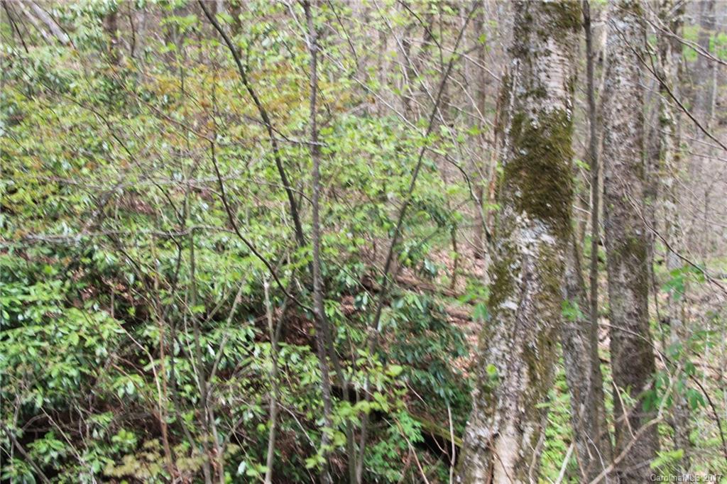 0 Big Spring Trail, Unit 61 Cherokee, NC 28719 - Photo 15 of 20 a view of a yard with a tree