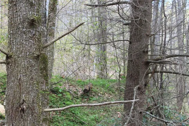 a view of a garden with a tree