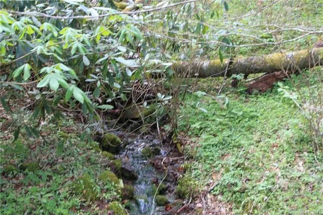 a view of a yard with a trees