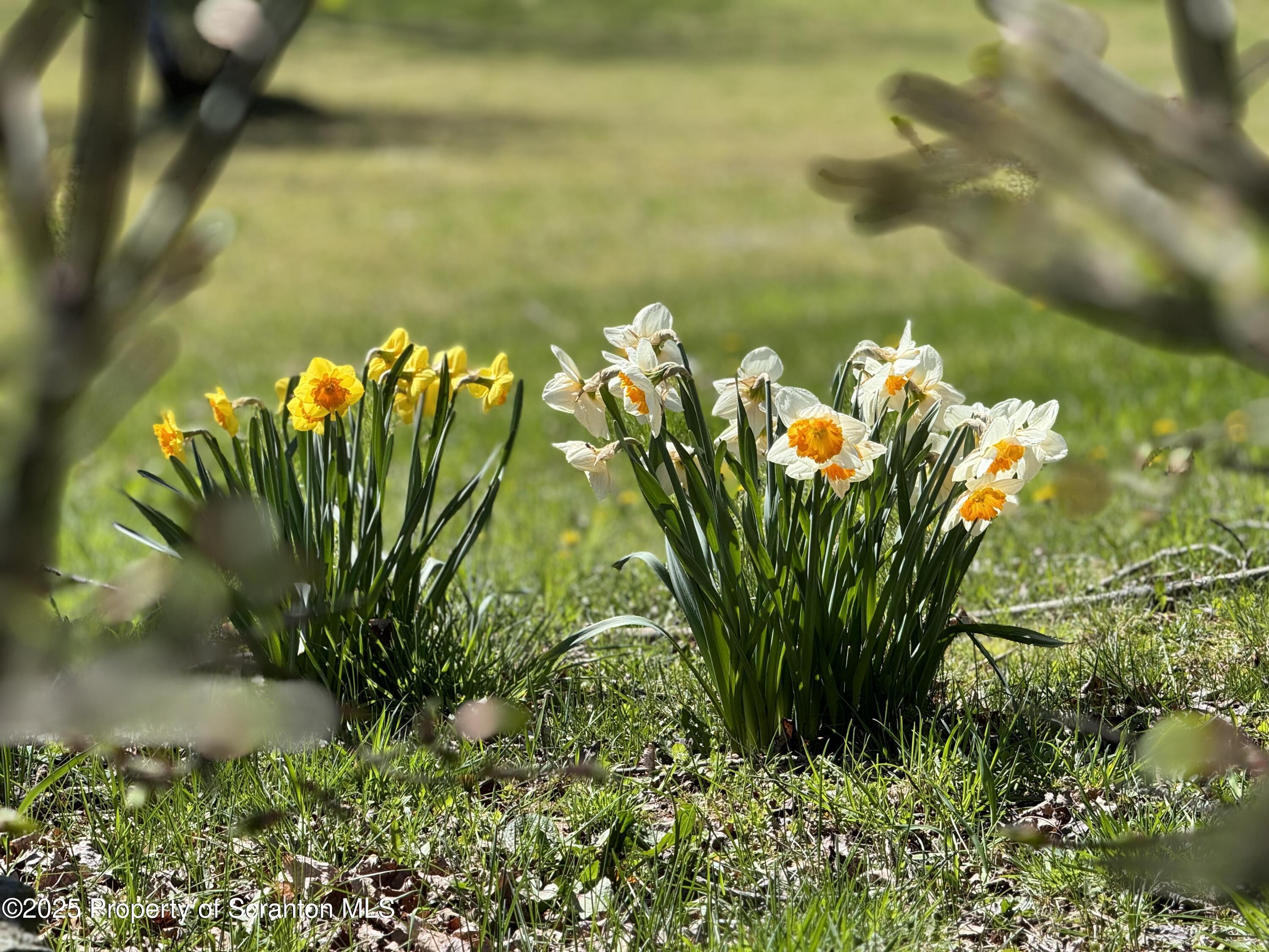 3886 Bow Bridge Road Friendsville, PA 18818 - Photo 64 of 71 a view of a flowers