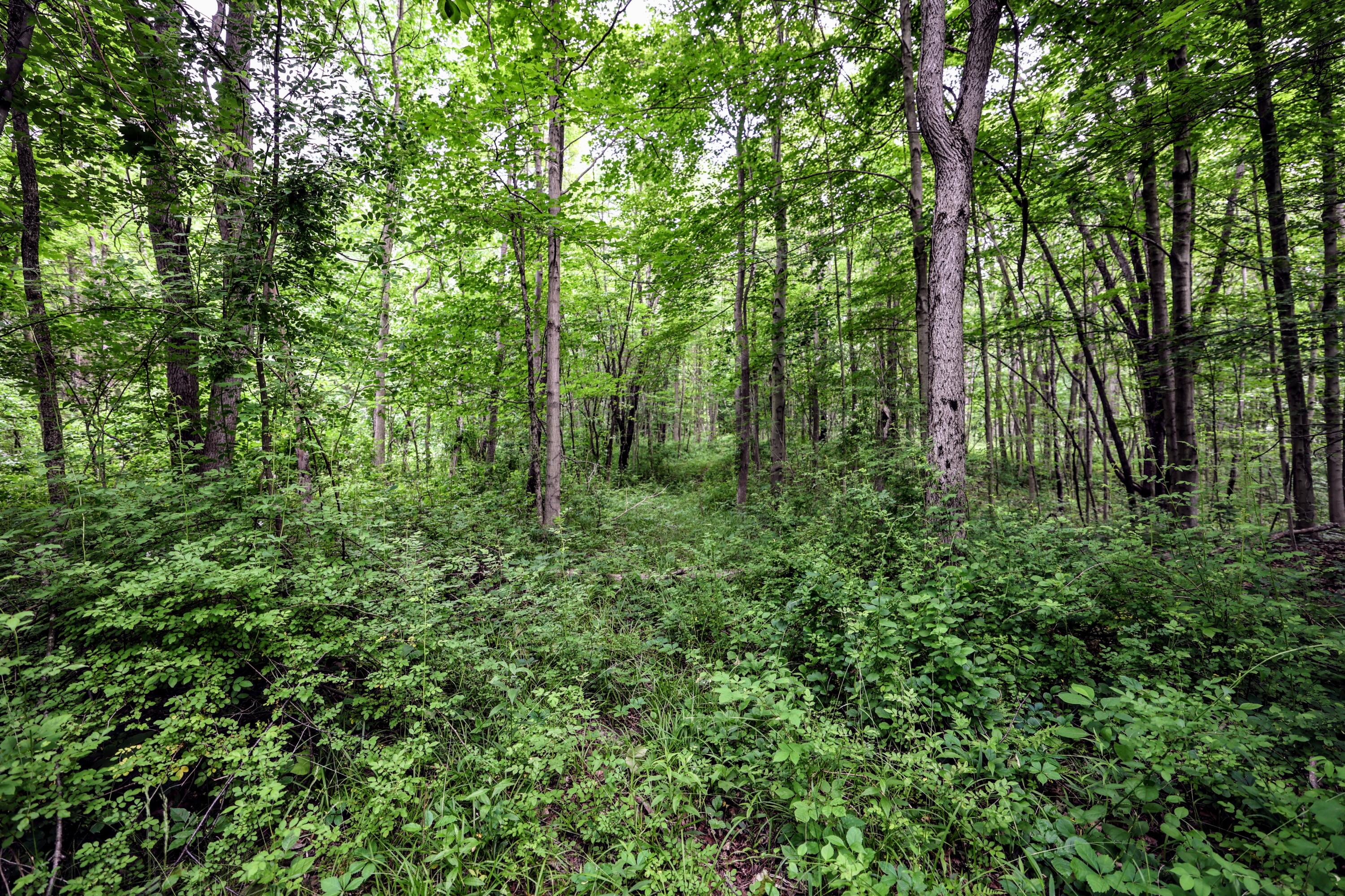 Vl Black River Road Bangor, MI 49013 - Photo 47 of 54 47