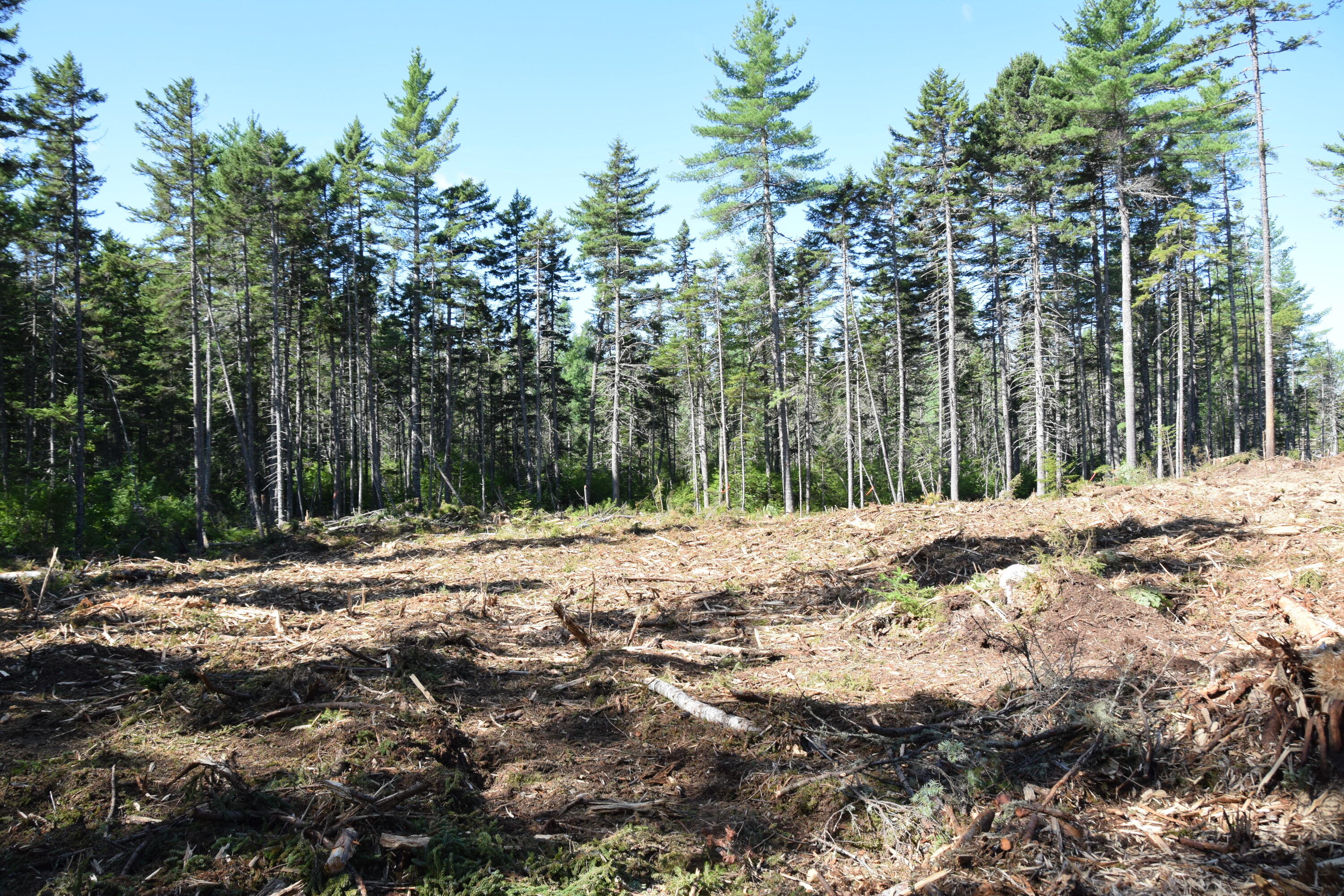 Ms03-l17.3 Middle Carry Pond Road New Portland, ME 04961 - Photo 5 of 25 DSC_0011