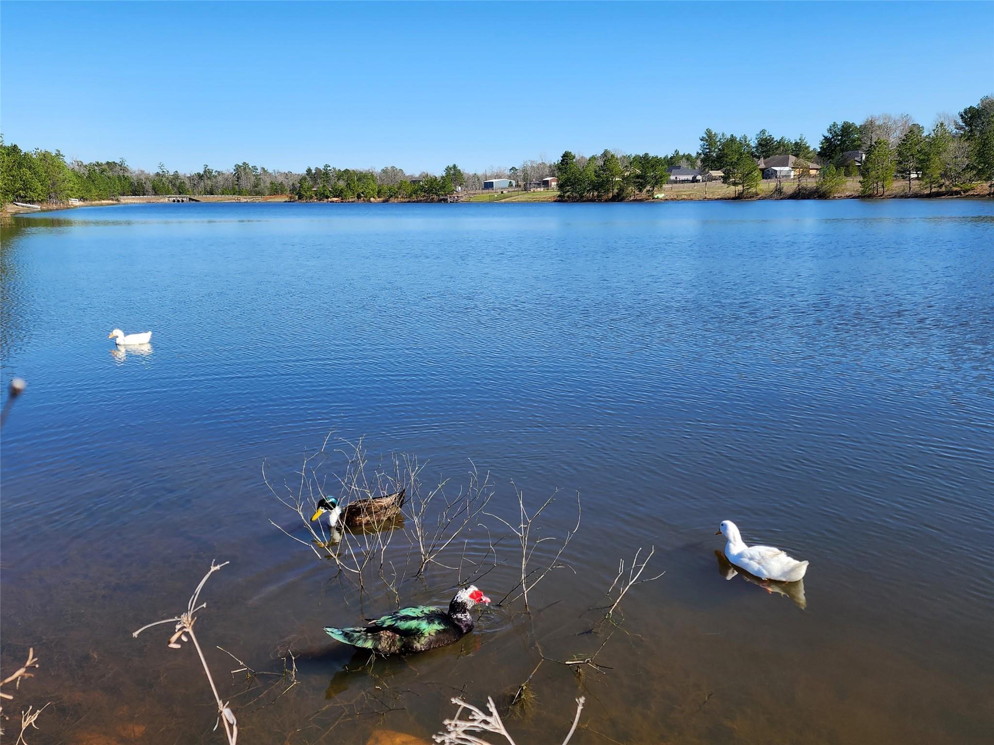 2002 White Doe Court Cleveland, TX 77328 - Photo 8 of 49