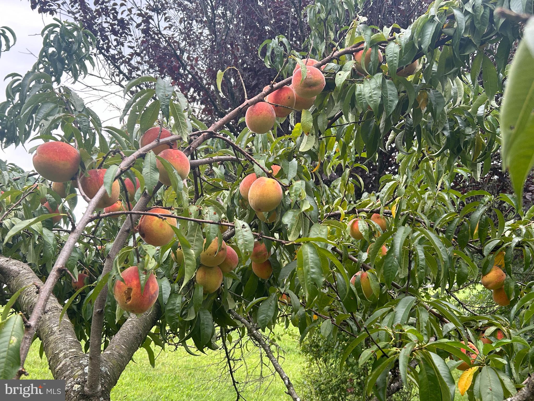 154 Triumphant Way Falling Waters, WV 25419 - Photo 57 of 60 Peach Trees