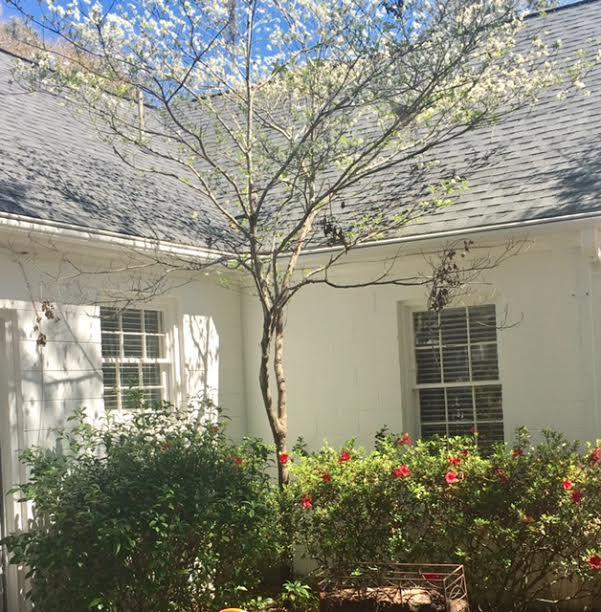 2127 Wappoo Hall Road Charleston, SC 29412 - Photo 4 of 21 2127 back patio