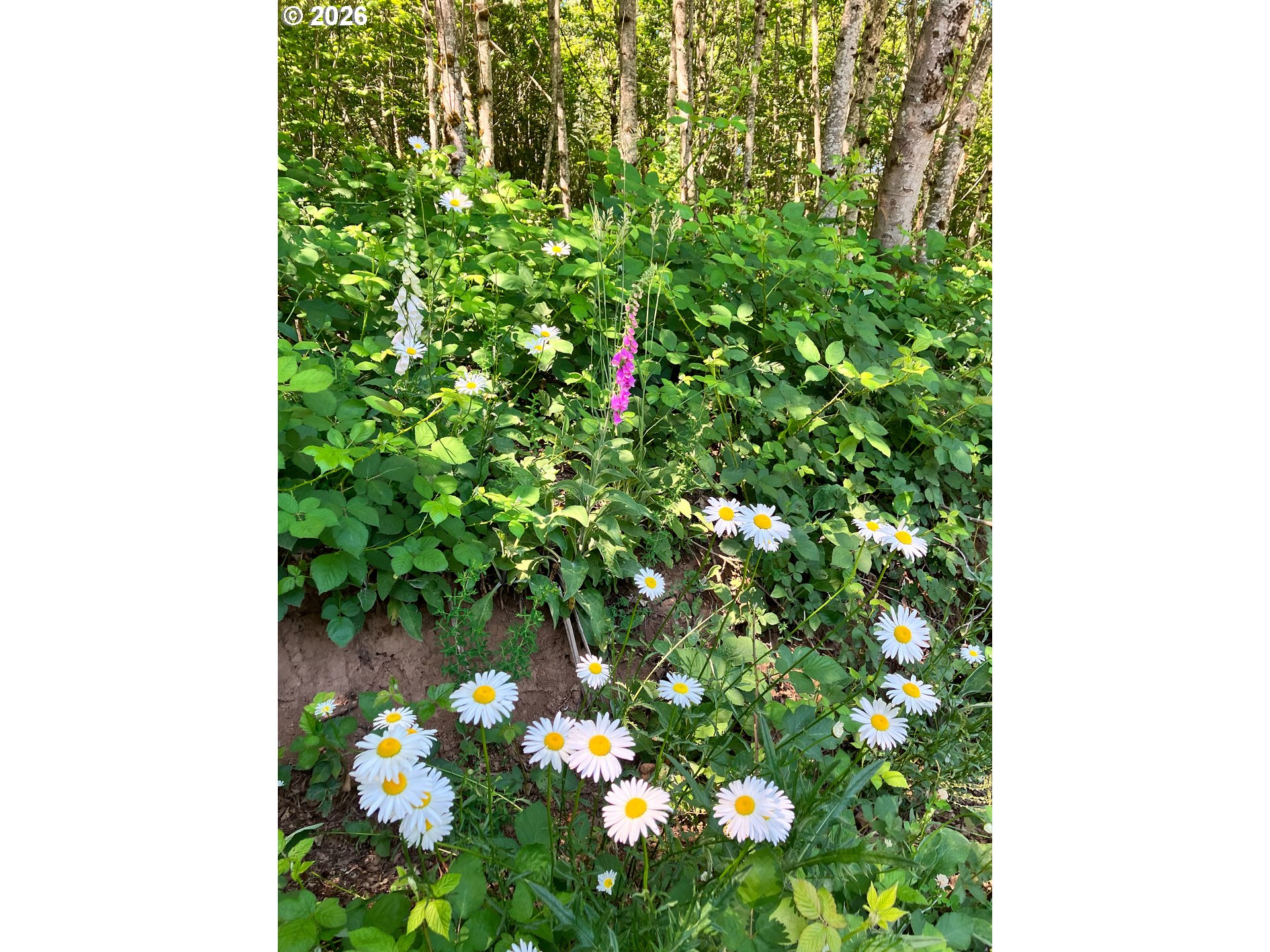 182 White Dog Road Washougal, WA 98671 - Photo 13 of 23 a backyard of a house