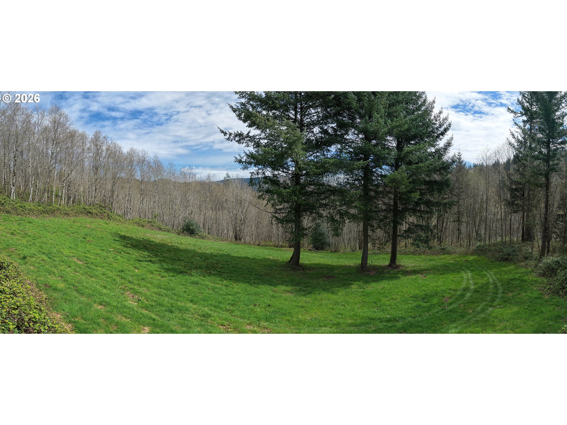182 White Dog Road Washougal, WA 98671 - Photo 6 of 23 a view of a big yard with a large tree