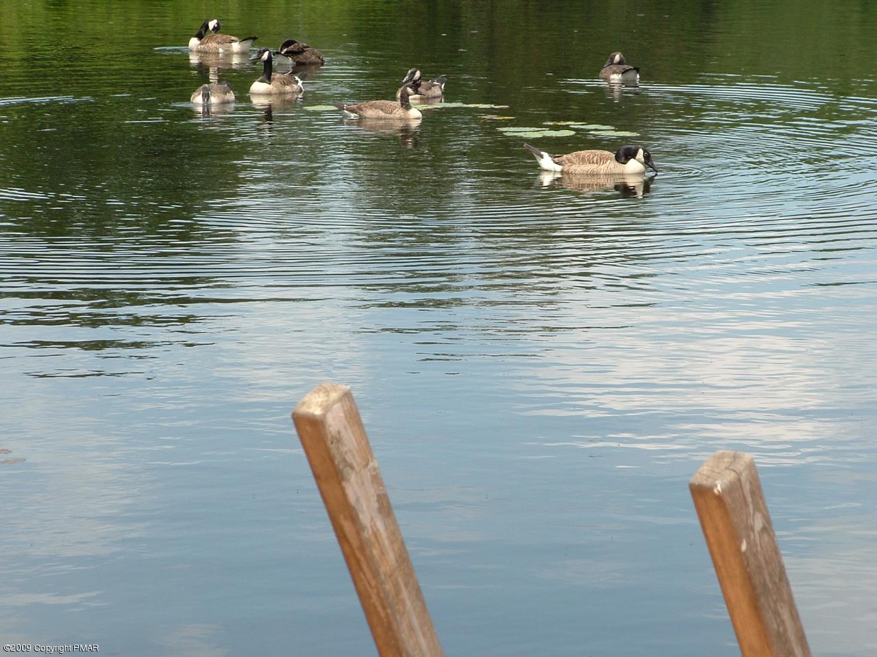 3111 Beaver Dam Road Long Pond, PA 18334 - Photo 13 of 43 Swim with neighbors from your own Dock!