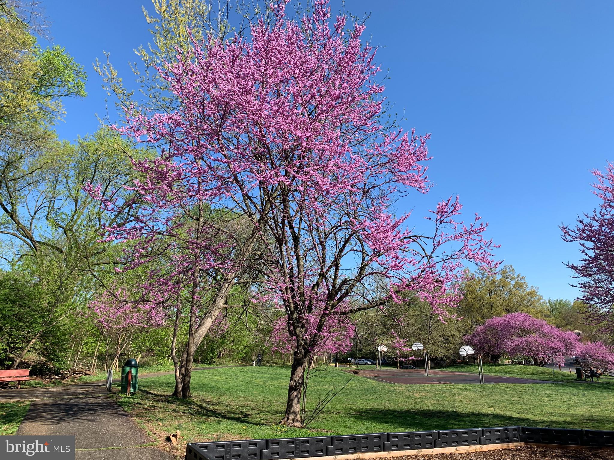 3151 Borge Street Oakton, VA 22124 - Photo 46 of 46 nearby the park