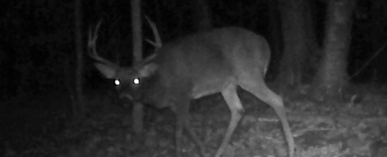 Tbd Bear Road Cushing, MN 56443 - Photo 3 of 42