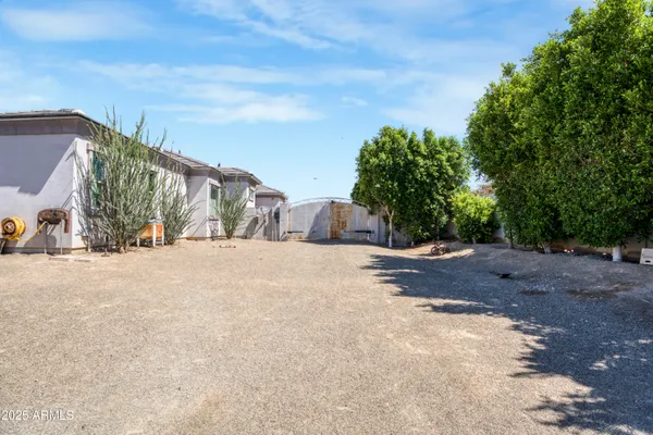 a road view with large trees