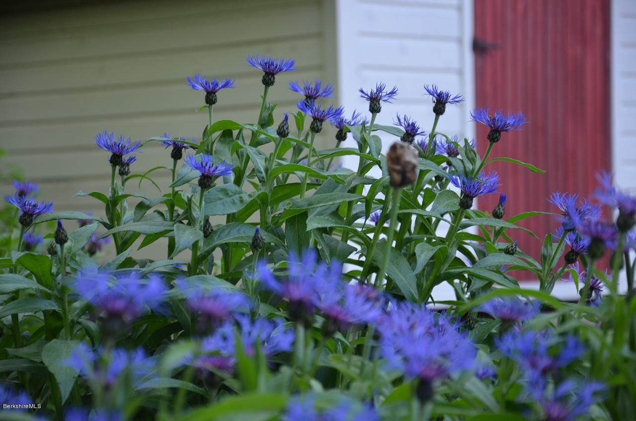 405 Main Road Monterey, MA 01245 - Photo 23 of 26 a view of a flower