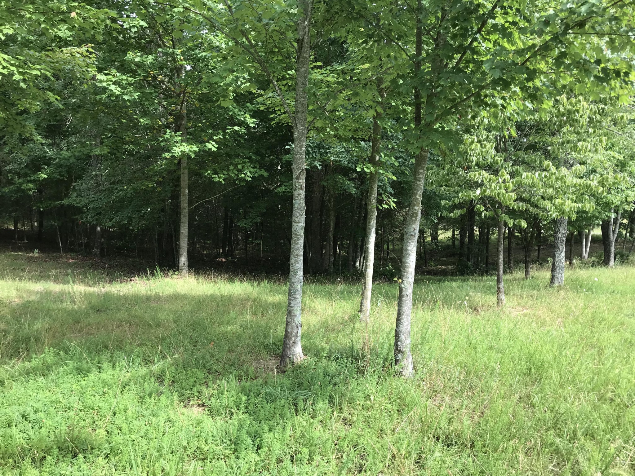 0 Quail Trail Dunlap, TN 37327 - Photo 33 of 36