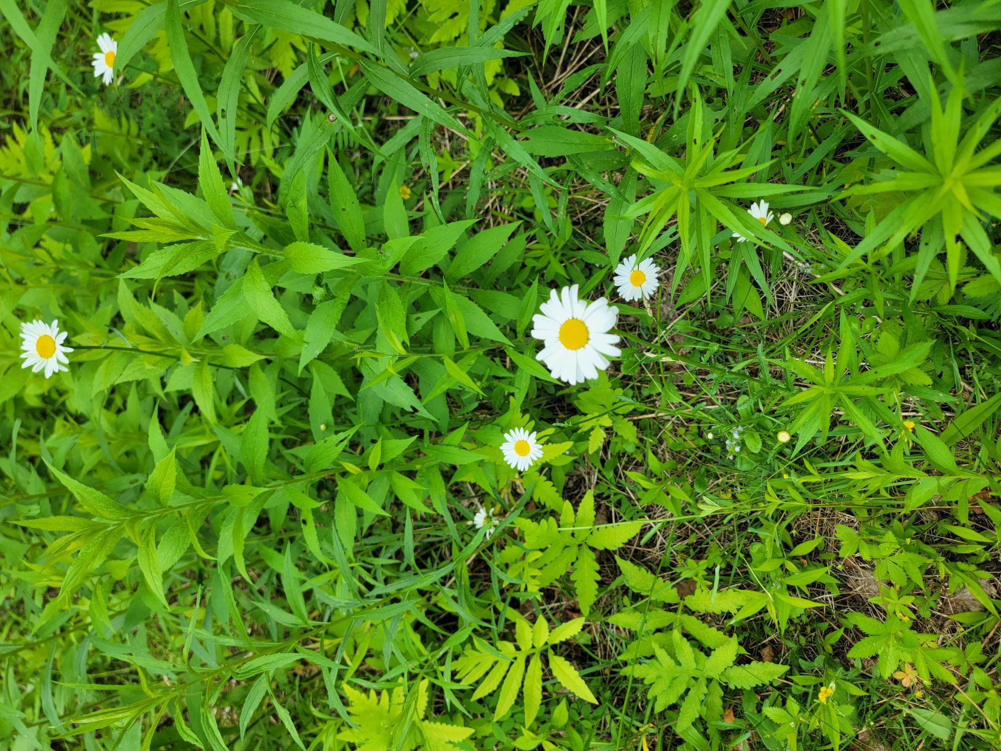 477 Hadley Mill Road Jackson, ME 04921 - Photo 10 of 32