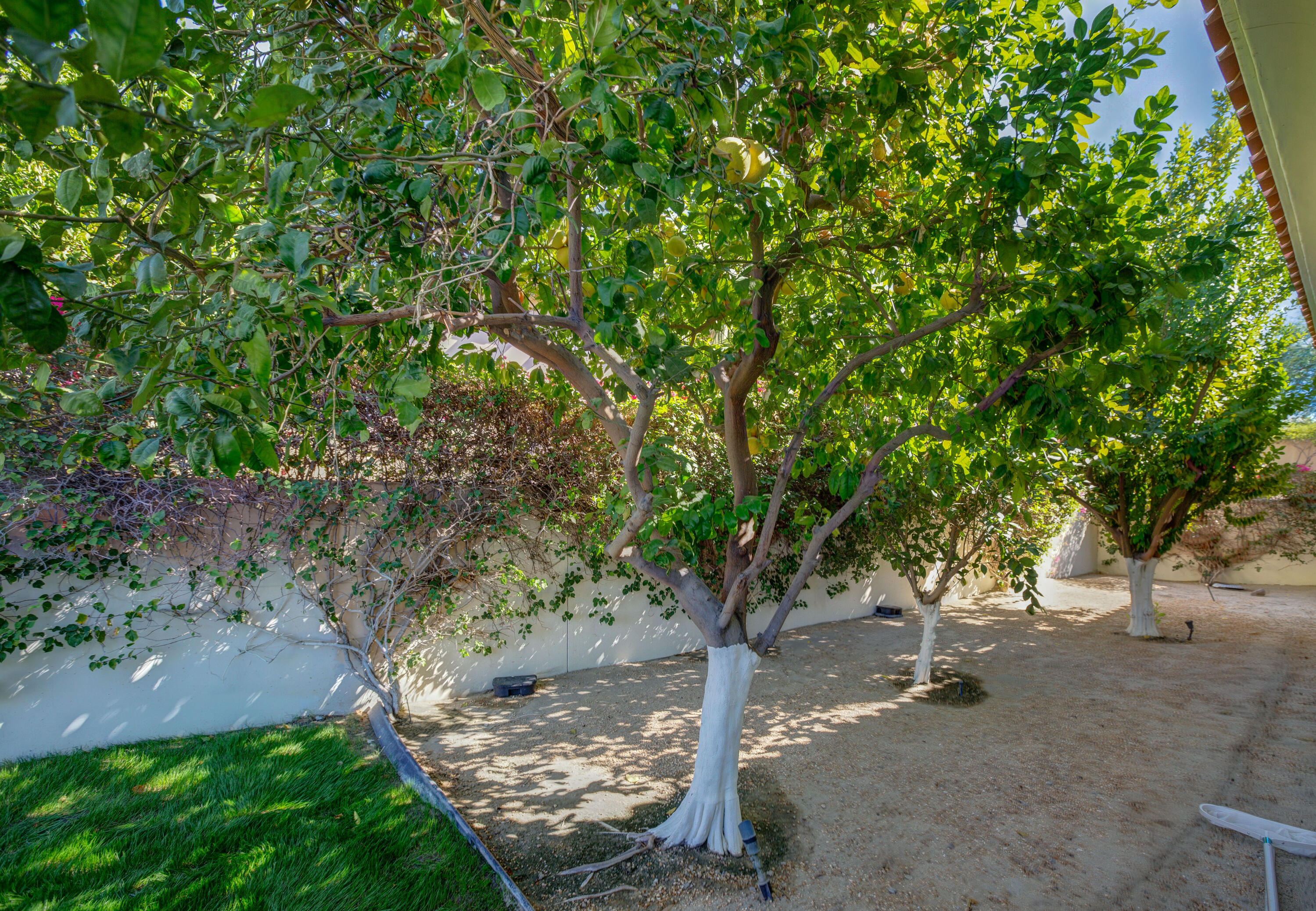 390 Loch Lomond Road Rancho Mirage, CA 92270 - Photo 54 of 55 a view of a tree in front of a tree