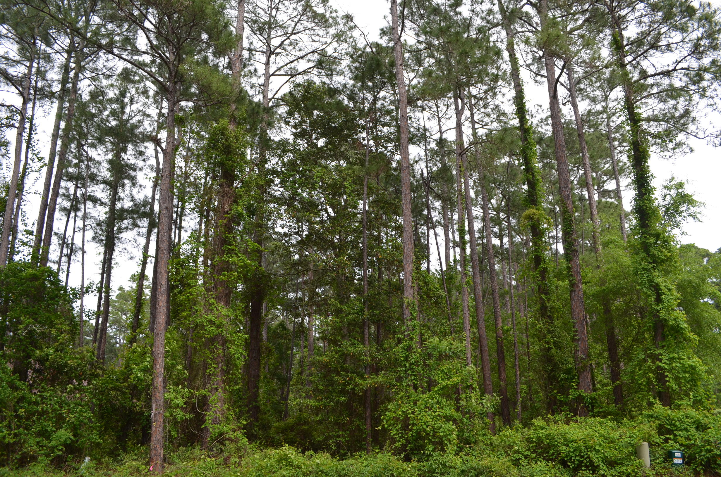 L-12-blk-e Driftwood Point Road Santa Rosa Beach, FL 32459 - Photo 2 of 9 a view of forest