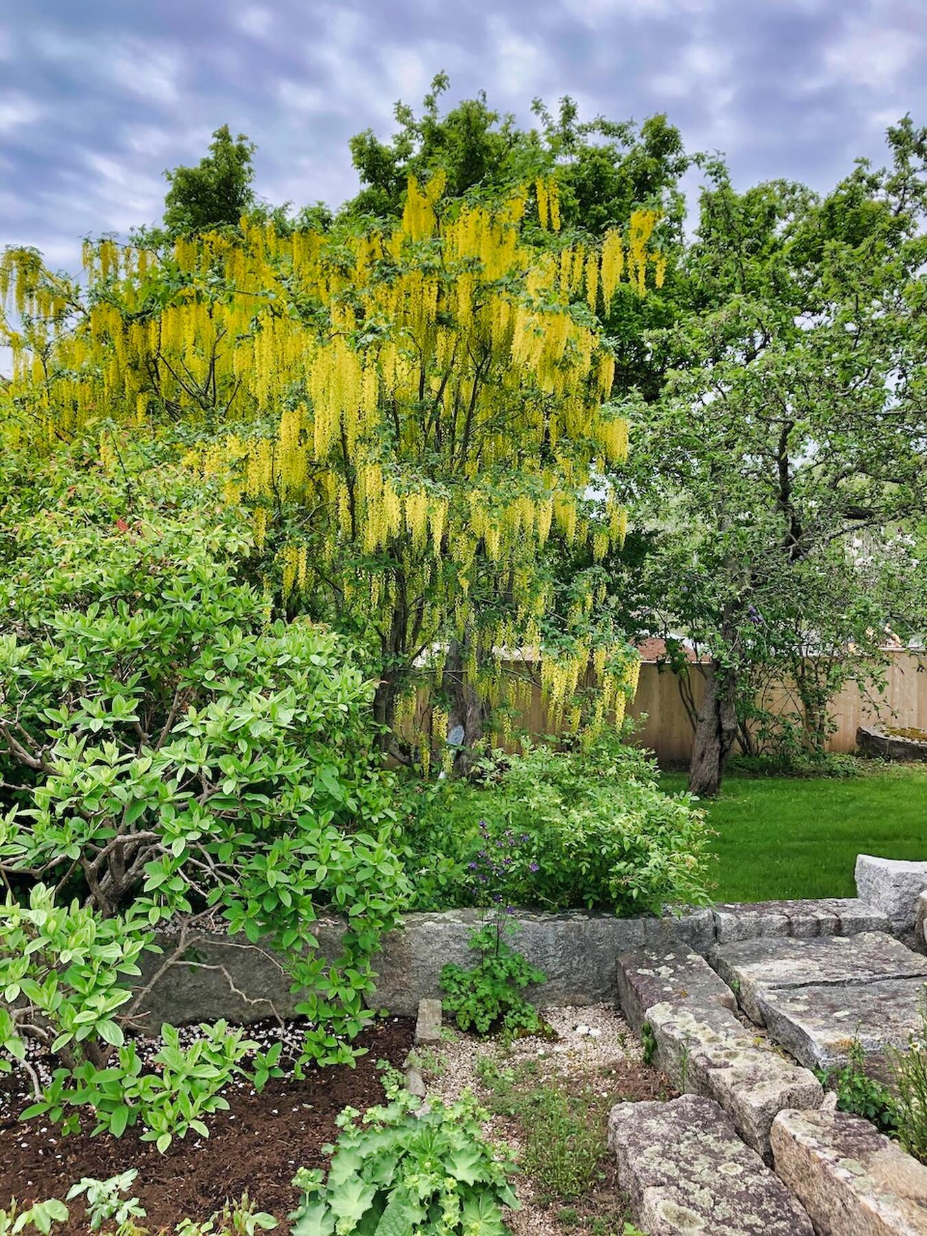 251 Reach Road Sedgwick, ME 04676 - Photo 34 of 48 Golden chain tree in bloom