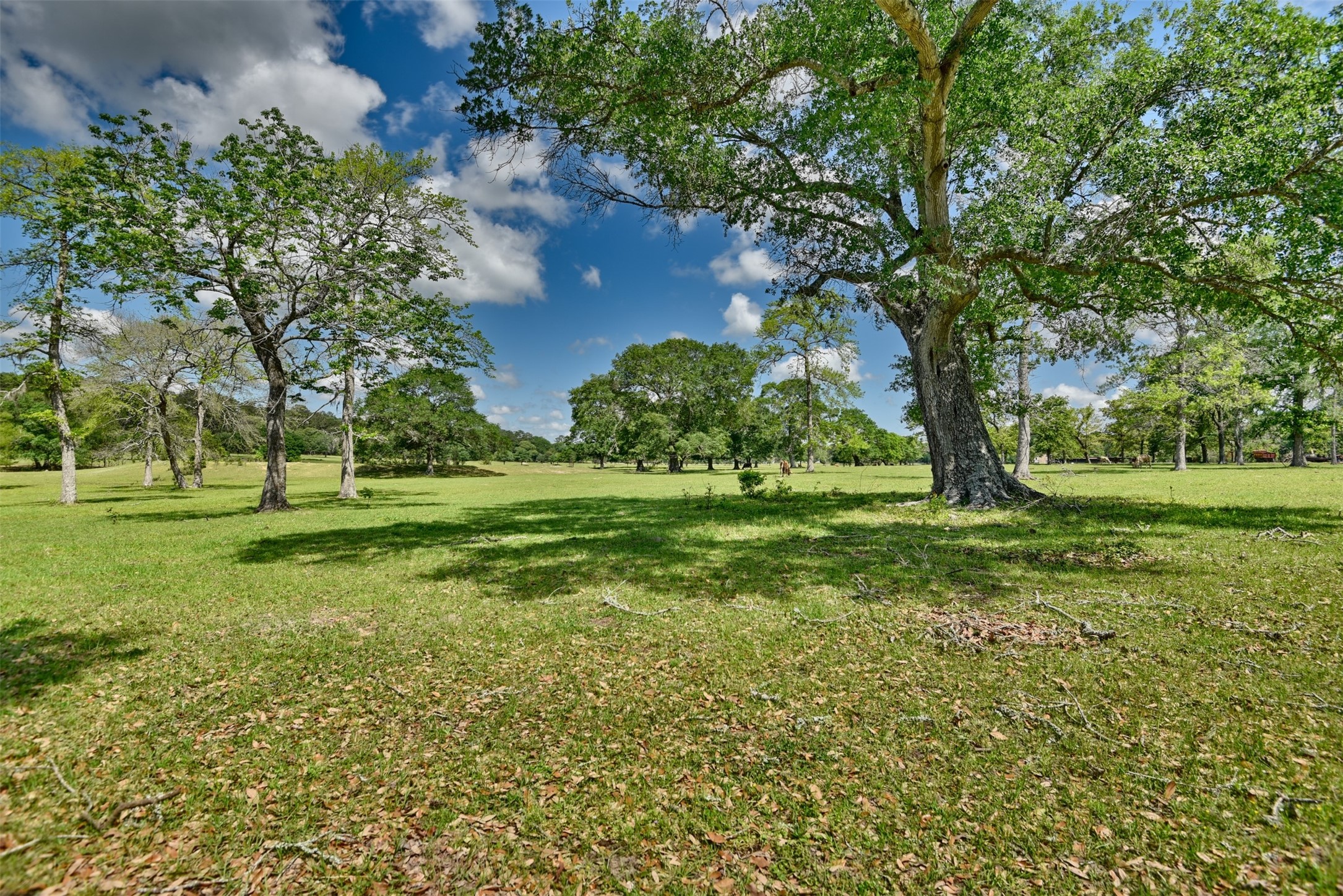 32023 Courtney Road Navasota, TX 77868 - Photo 15 of 37 a view of a trees with a big yard