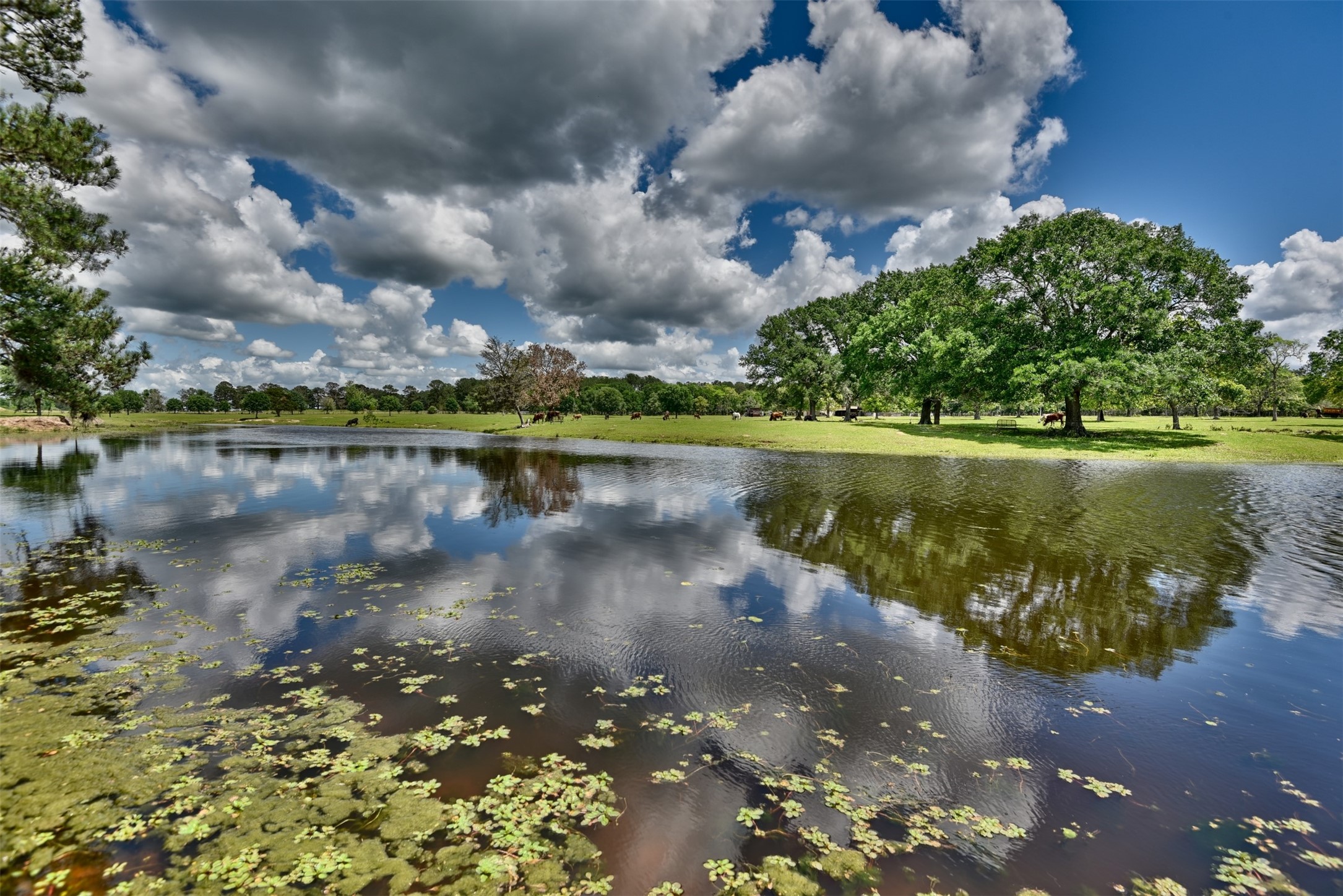 32023 Courtney Road Navasota, TX 77868 - Photo 21 of 37 a view of a lake in between two of trees