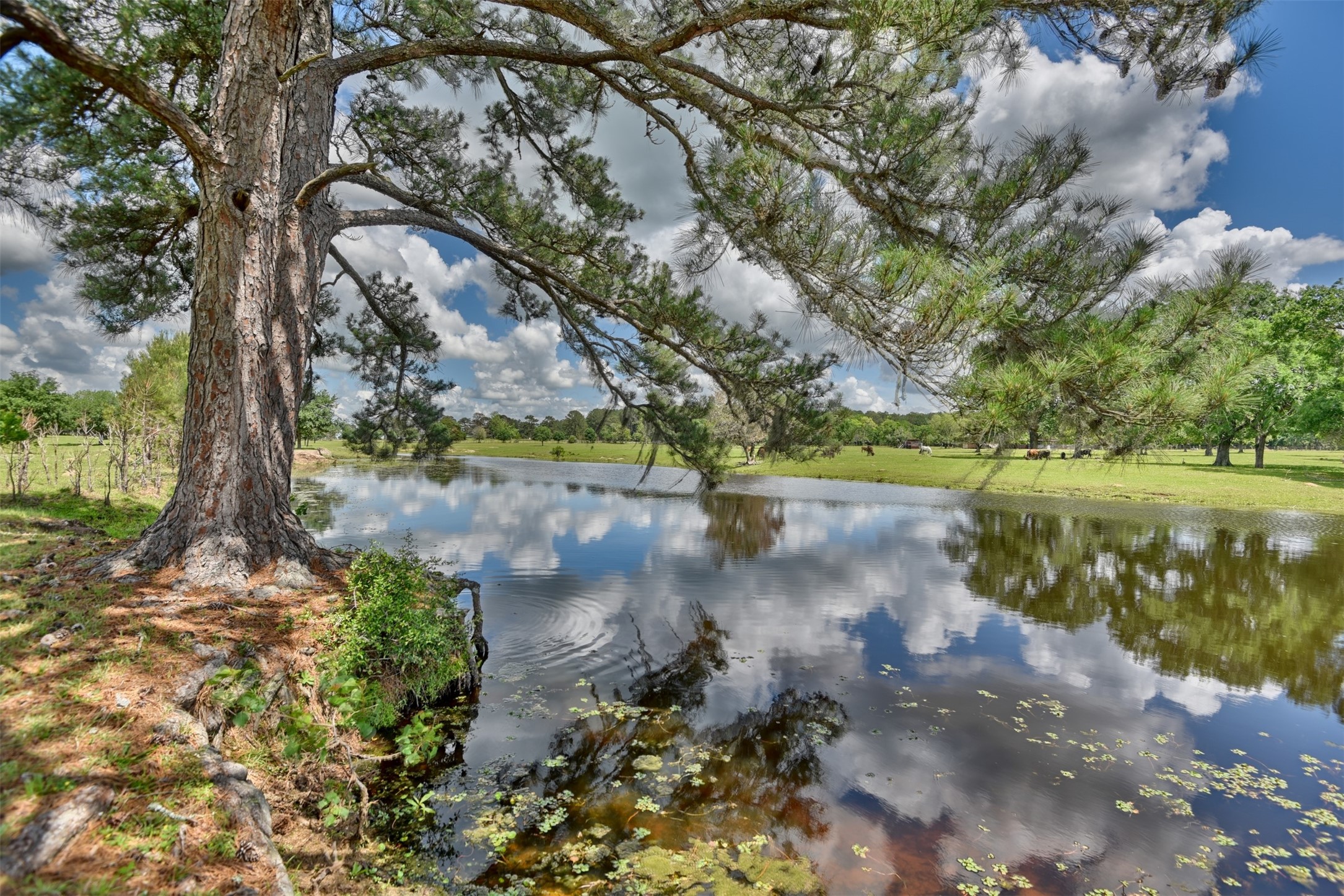 32023 Courtney Road Navasota, TX 77868 - Photo 22 of 37 a view of a lake with a yard