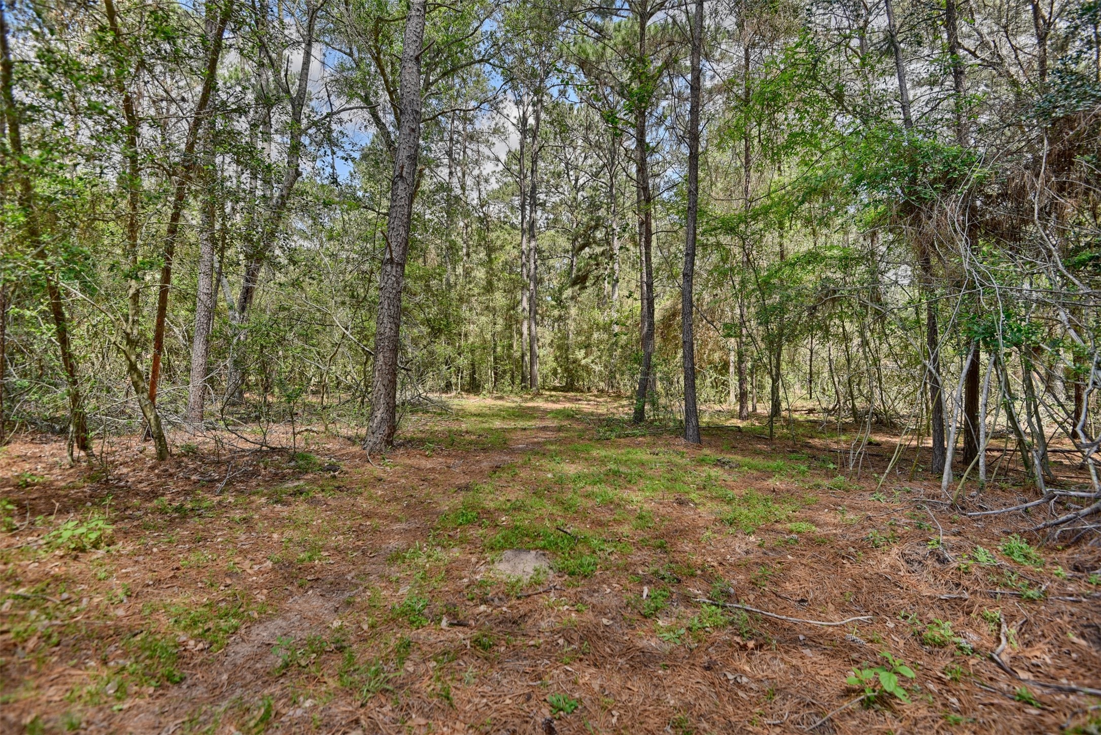 32023 Courtney Road Navasota, TX 77868 - Photo 28 of 37 a view of outdoor space with trees