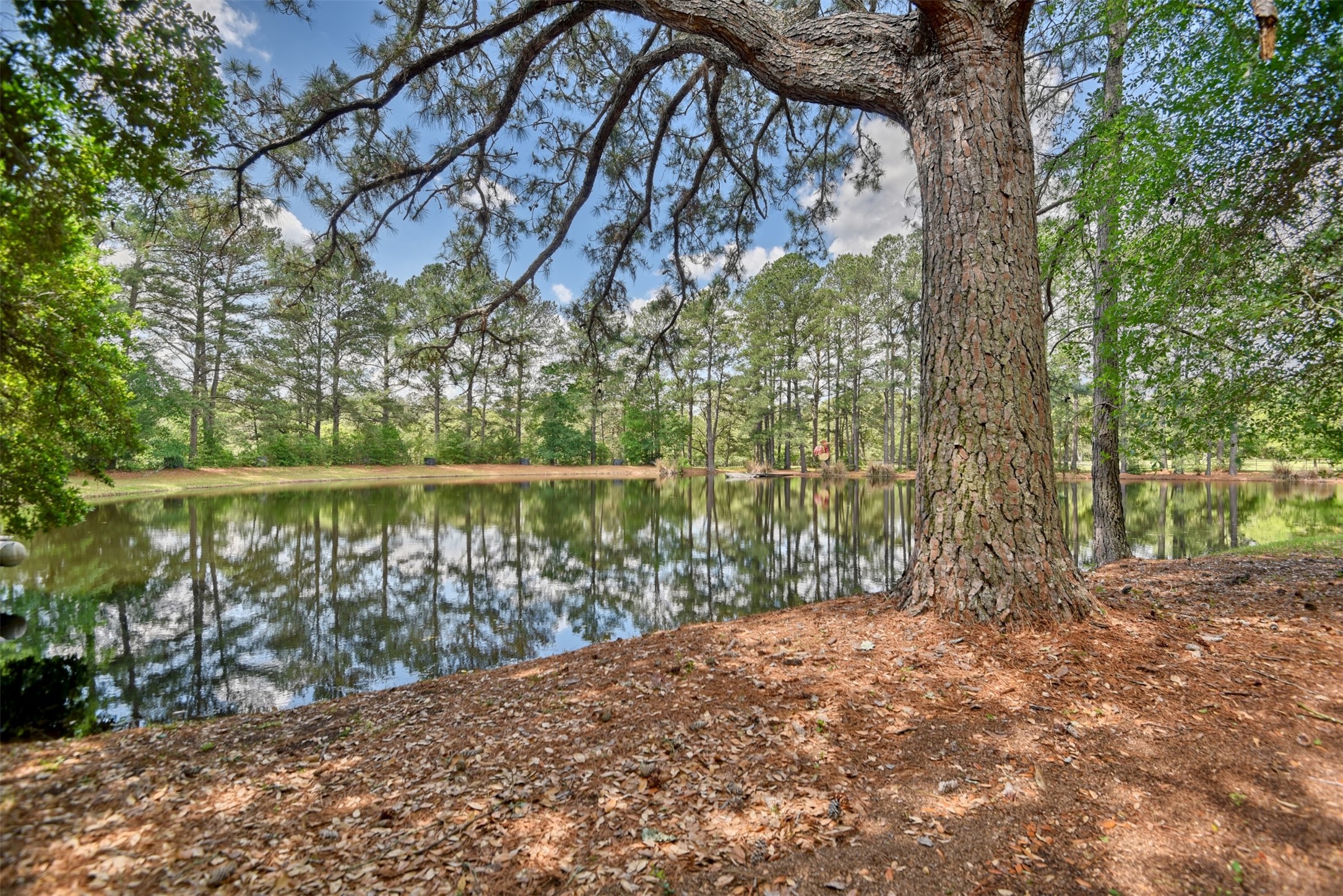 32023 Courtney Road Navasota, TX 77868 - Photo 35 of 37 a view of a yard with plants and trees