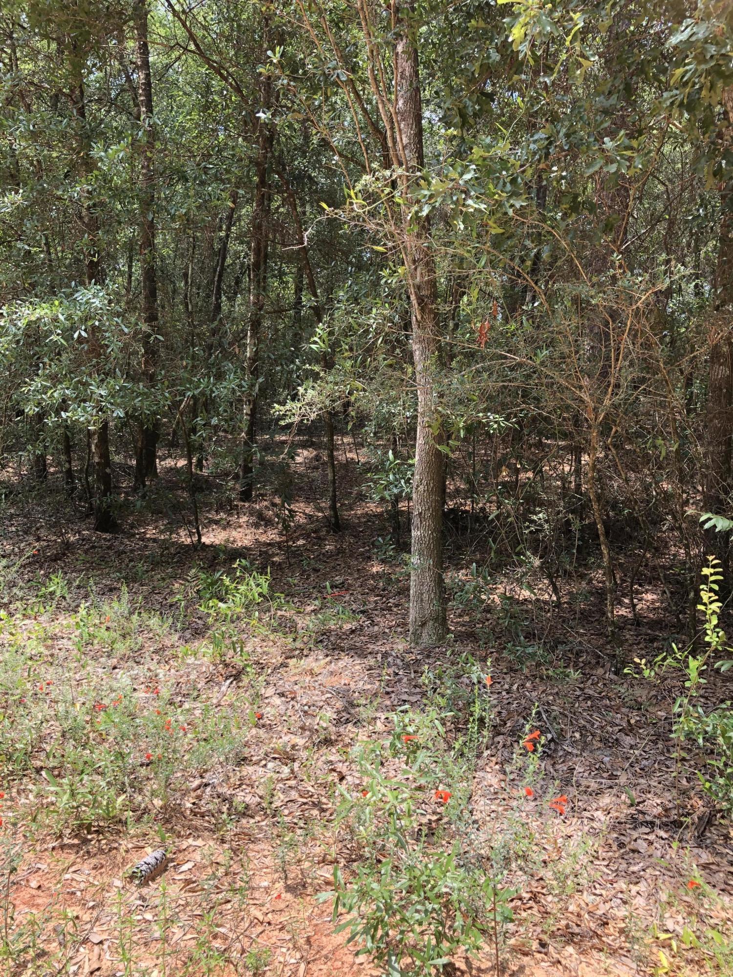 5263 Old Brown Road Baker, FL 32531 - Photo 3 of 7 a backyard of a house with lots of green space