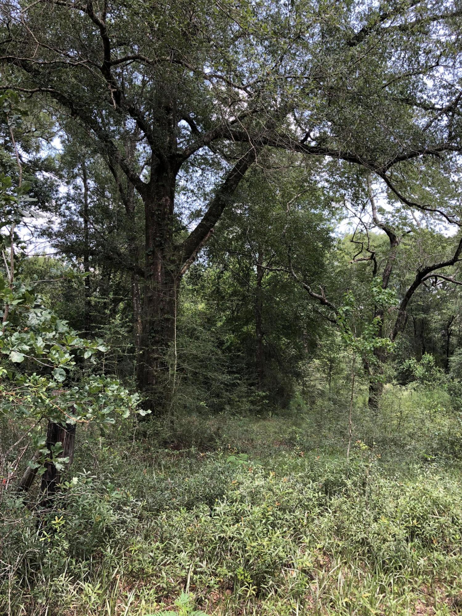 5263 Old Brown Road Baker, FL 32531 - Photo 4 of 7 a view of a forest with trees in the background