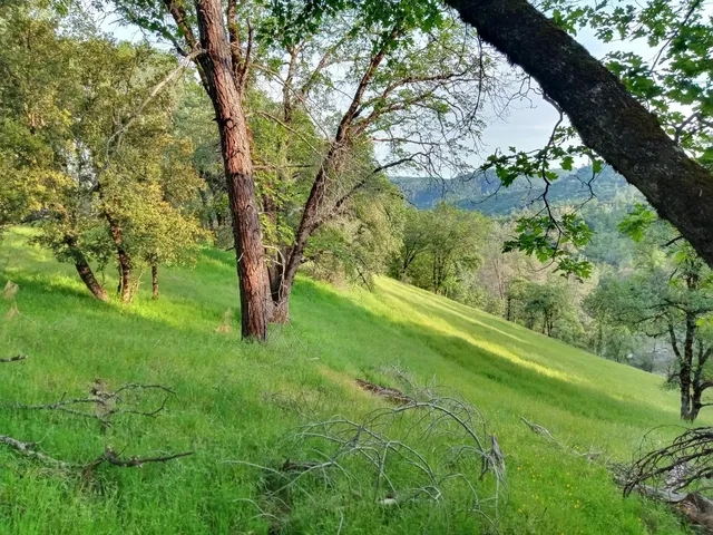 a view of a garden with a tree