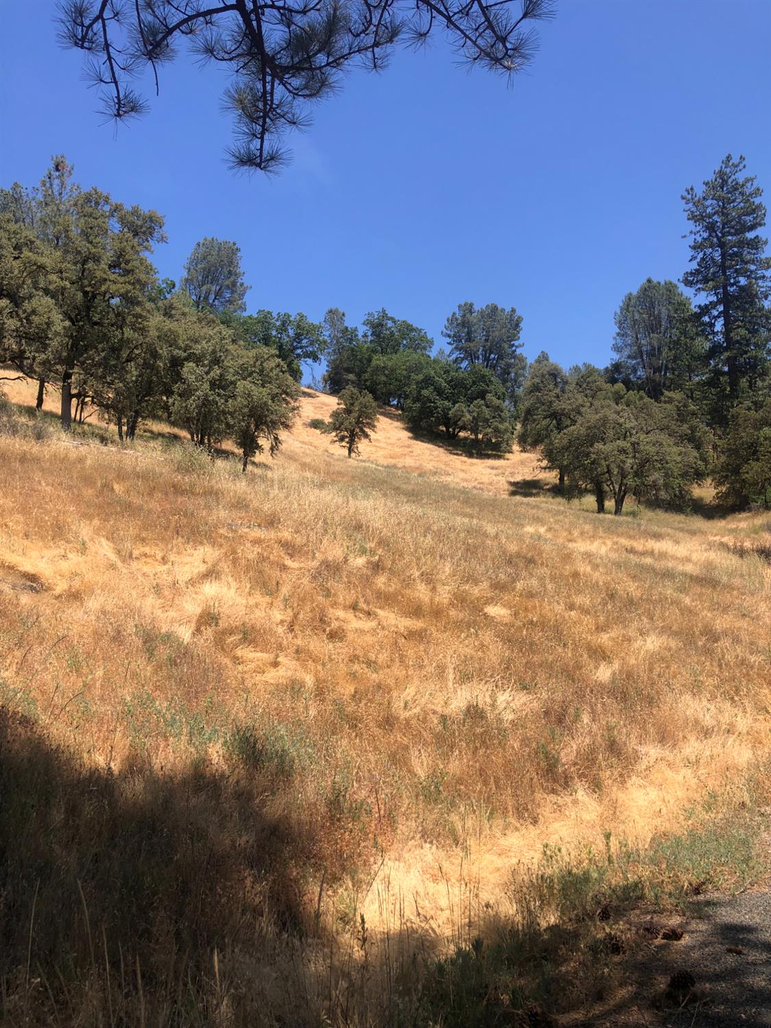 12274 Kenneth Court Grass Valley, CA 95949 - Photo 4 of 7 a view of a yard with a house