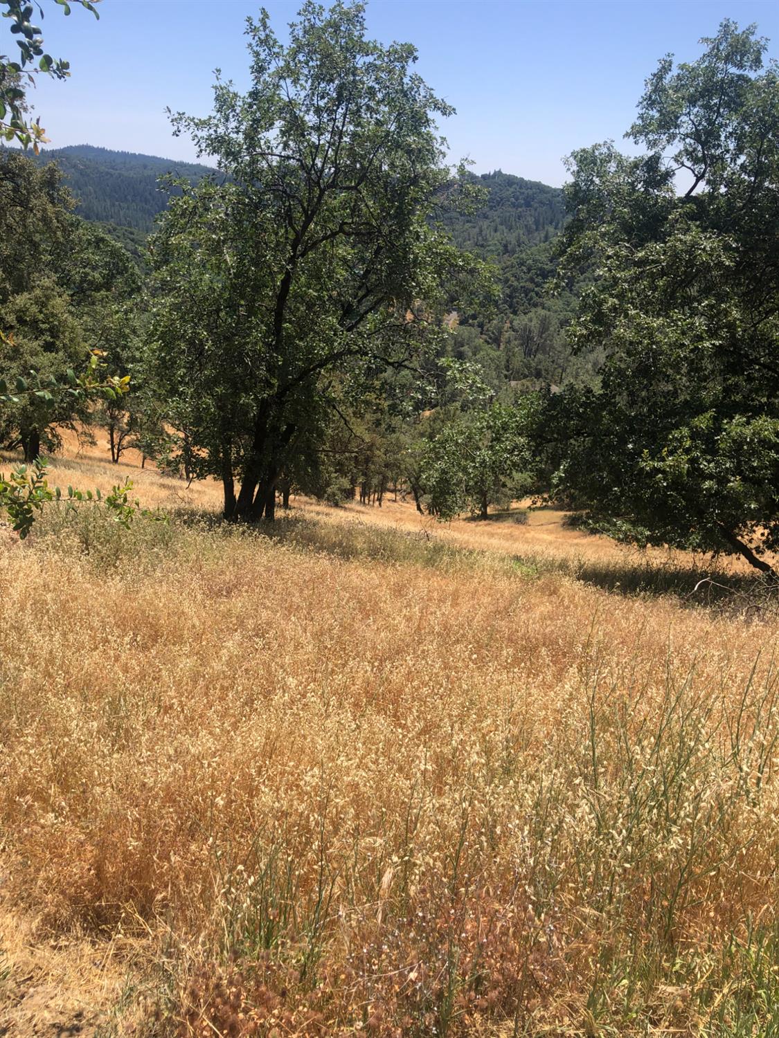 12274 Kenneth Court Grass Valley, CA 95949 - Photo 7 of 7 a view of a yard with a tree