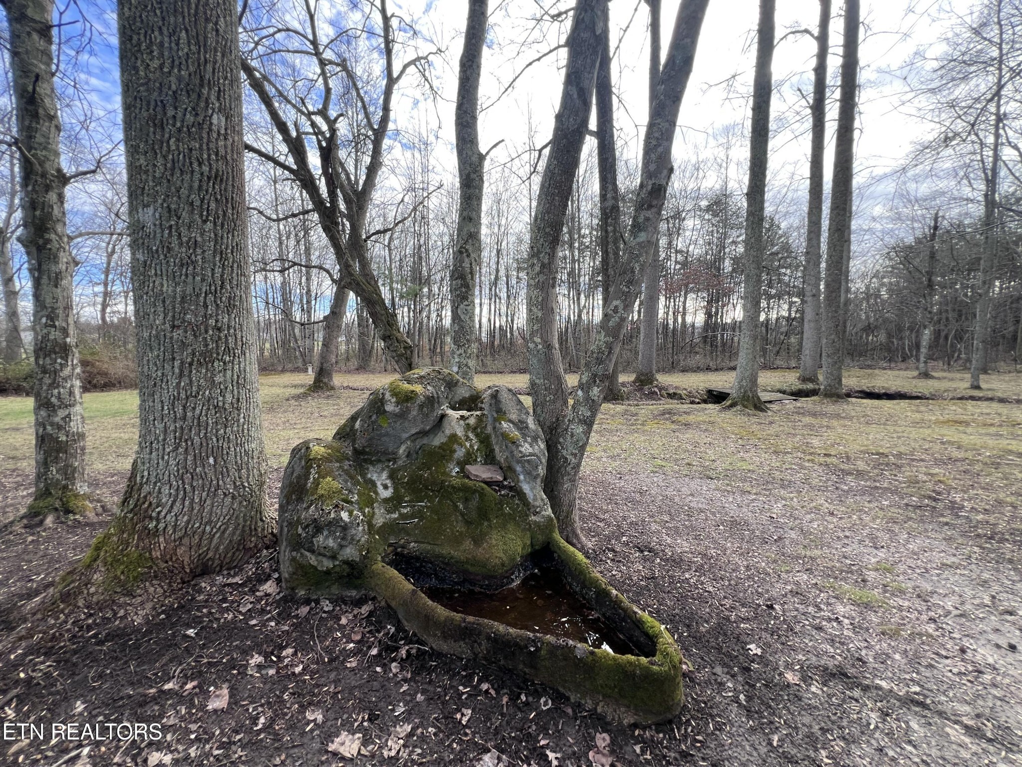 1028 Kennedy Road Jamestown, TN 38556 - Photo 7 of 51 a view of a yard with large trees