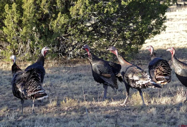 a view of balcony with a tree