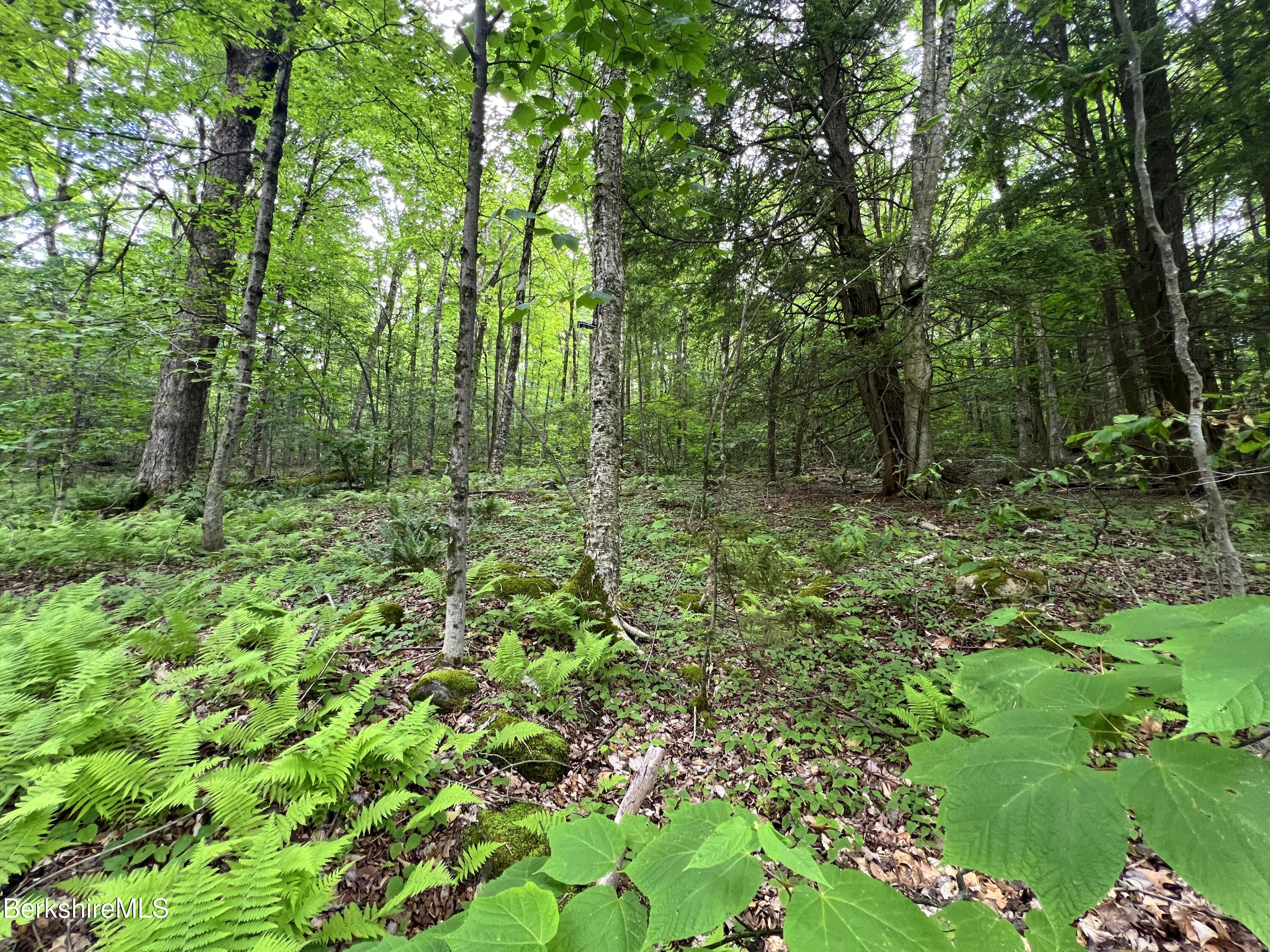 0 Hickingbotham Road Peru, MA 01235 - Photo 3 of 11 IMG_0136-001