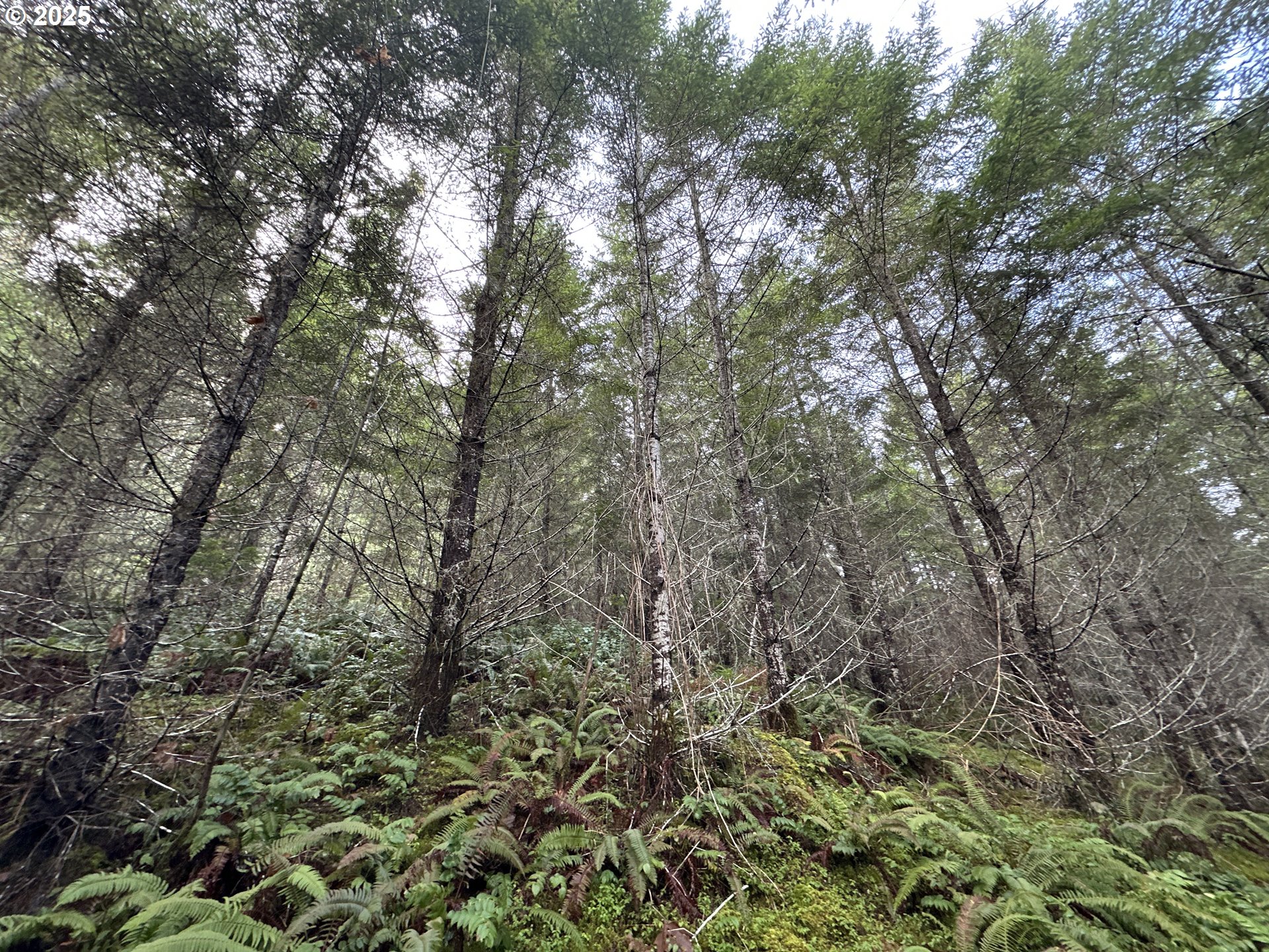 Wicks Road Dorena, OR 97434 - Photo 11 of 29 Gallery Image 11