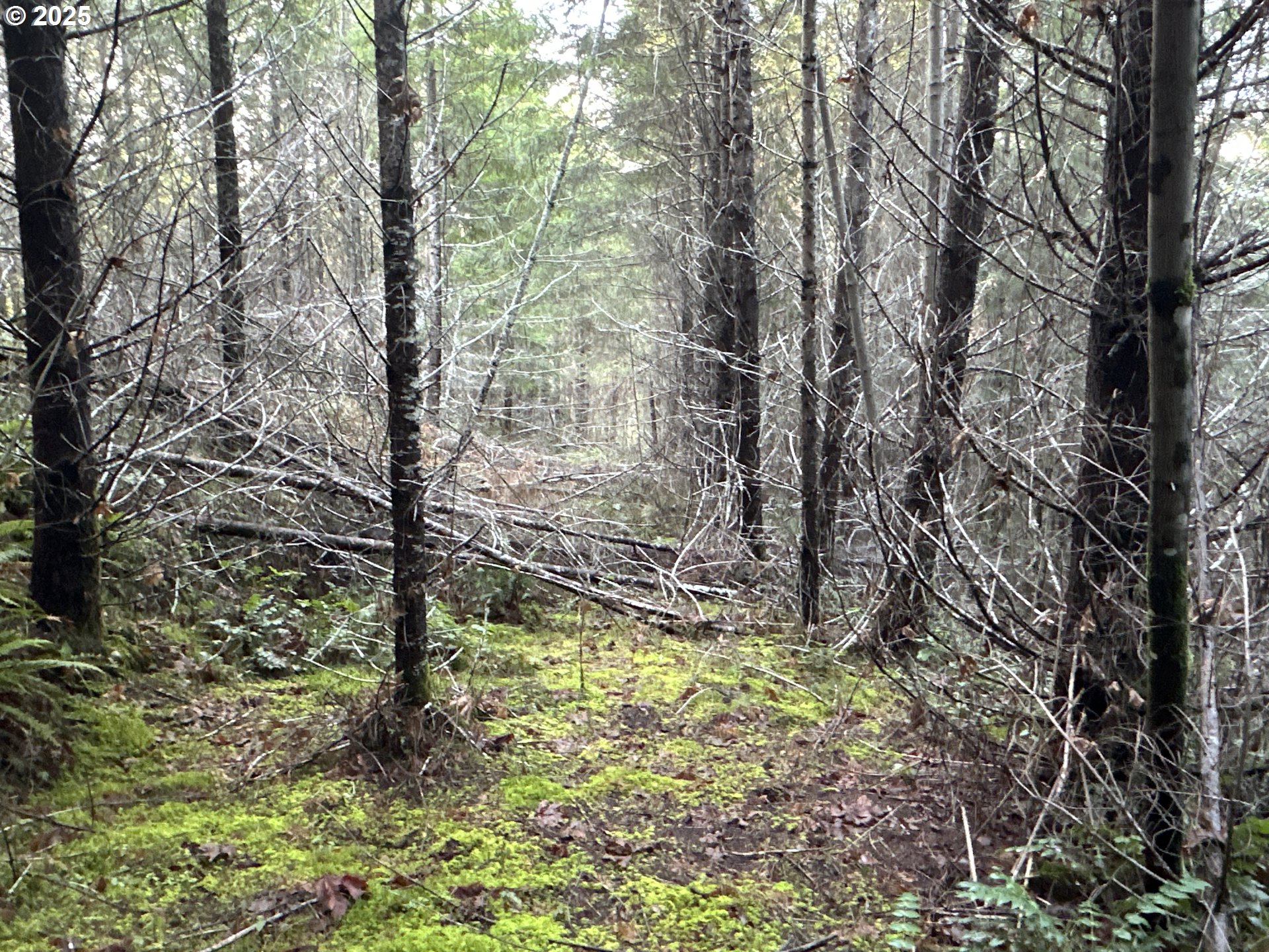 Wicks Road Dorena, OR 97434 - Photo 13 of 29 Gallery Image 13