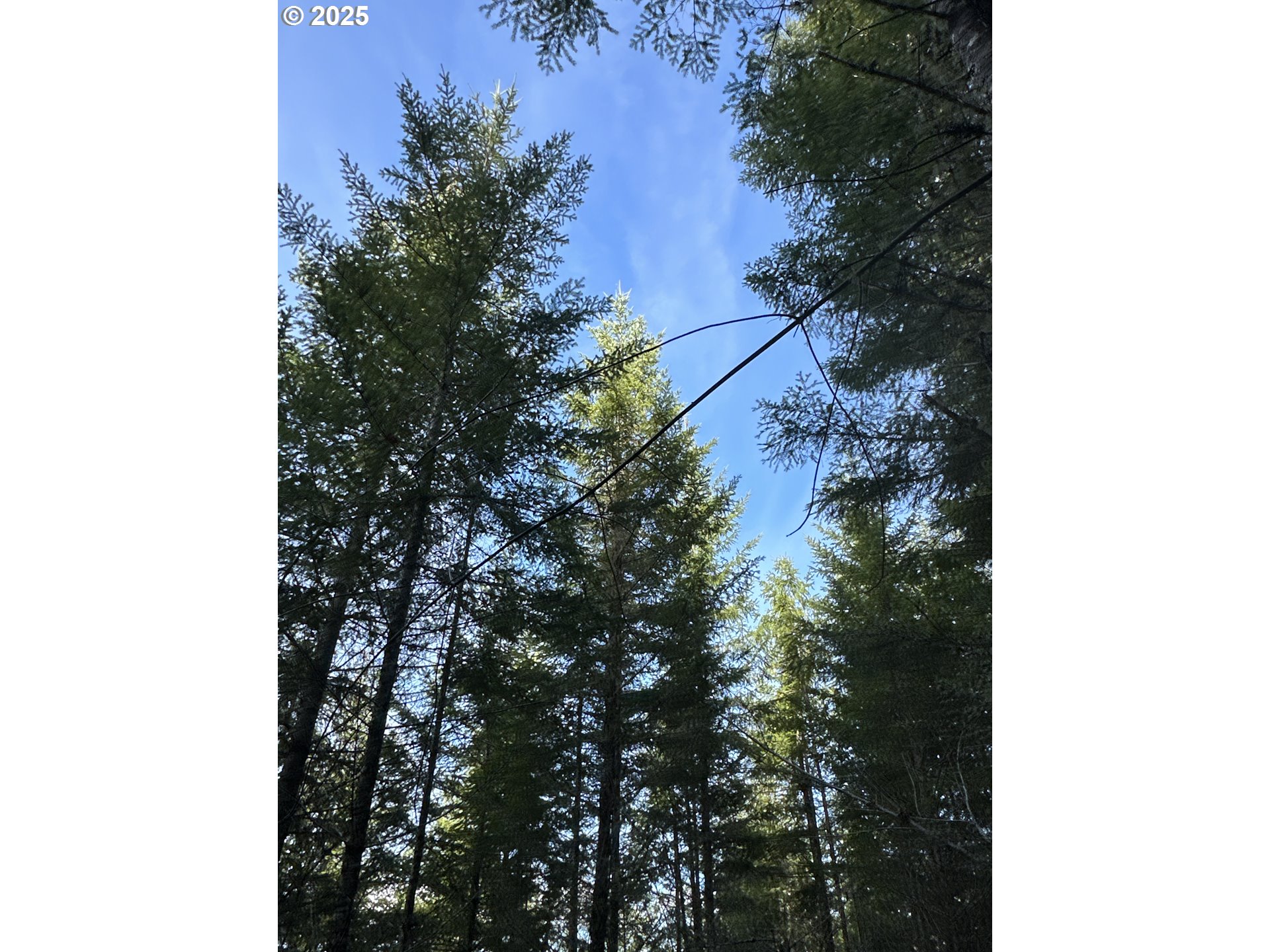 Wicks Road Dorena, OR 97434 - Photo 14 of 29 Gallery Image 14